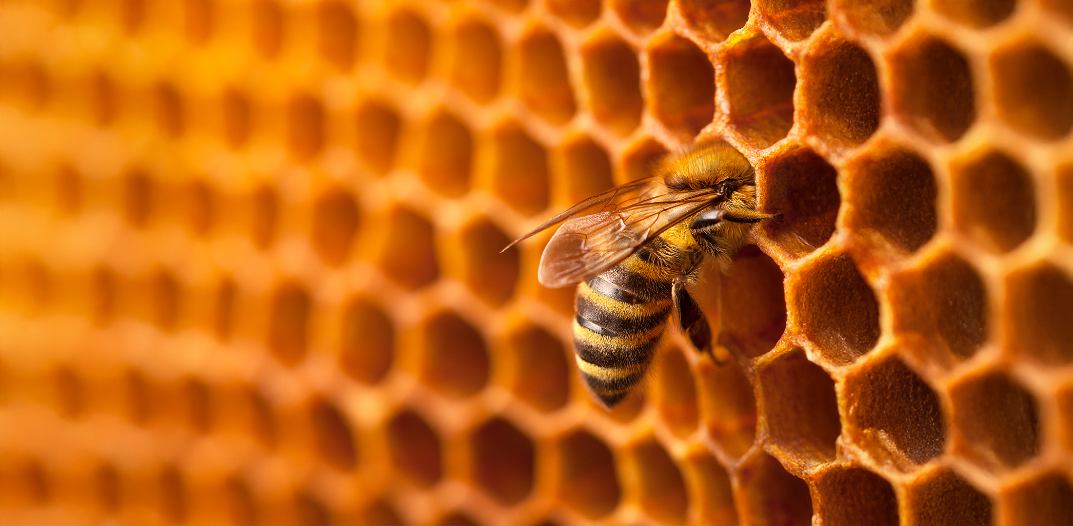 Nature-Based Solutions